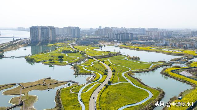 四川彭山：五湖四海油菜花盛开 市民暖阳下赏花踏春