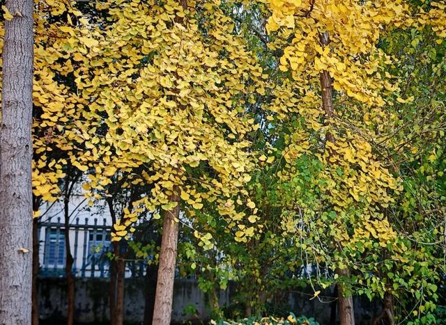 【寻美山东 寻美聊城】聊城阳谷，一树银杏 满城温柔！