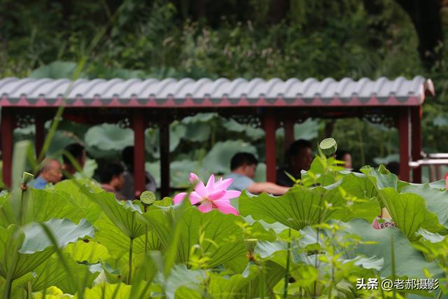 紫竹院公园摇橹船—船在画中行 人在船上悠然自得