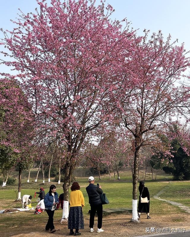 成都最大规模冬樱花开了，1000多株，惊艳壮观，免费，地铁直达！