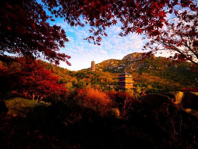 拾一片红叶，藏一季秋光，共赏威海秋日限定美景