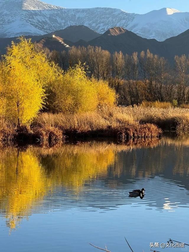 下次有朋友去拉萨，除了布达拉宫，请告诉他一定要逛逛这里