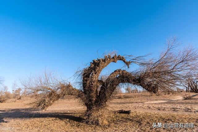 网站出海不卖货？试试这6个“赚美元”的变现模式