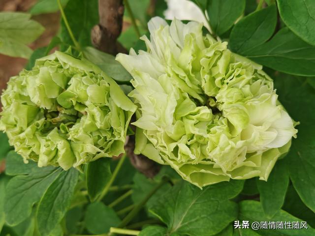 身为洛阳人，年年去牡丹园看花