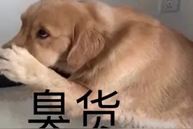 狗界4大“臭狗”，体味浓郁，一般人养不下去！图片