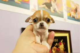 10种寿命最长的狗狗，第一名是它..你家狗子排第几...图片