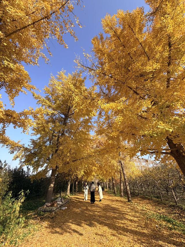 金黄秘境藏乡野！菏泽鲁西新区马岭岗镇慕禾生态园银杏成秋日打卡顶流