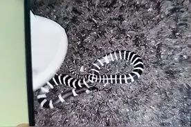 湖北一大学生吃宵夜，突然银环蛇从树上跳下咬伤，蛇为啥在树上？图片