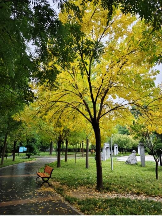 一叶知秋！2025年石家庄市城区赏秋指南来啦 这些地方别错过
