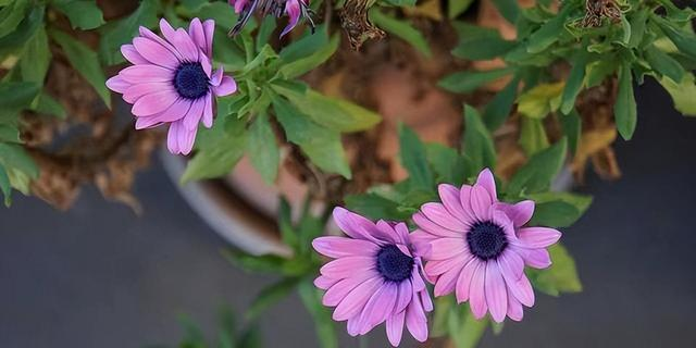 心理学：男女交往	，为什么要远离“偏执型人格障碍”的人？