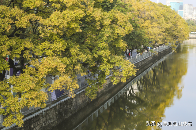 金色滇朴已上线！西山这份独属的浪漫美成昆明冬日封面