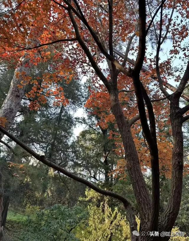 暖冬香山记（萧毅）