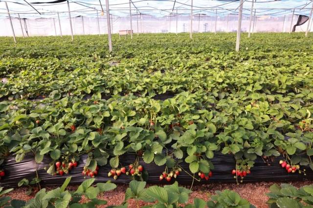 苏州本地草莓上市啦！来看这份采摘攻略