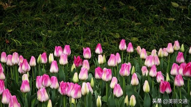 城事新探 | 太子湾郁金香上线，樱花、玉兰争相绽放，杭城这里“含春量”100%🤩🤩🤩