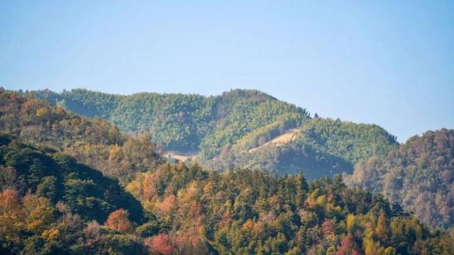 好期待！杭州西南这个银杏谷，进入变色倒计时~