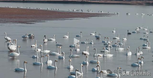 西安出发1.5小时，渭南北拾村上千只白天鹅在等你，内附详细攻略