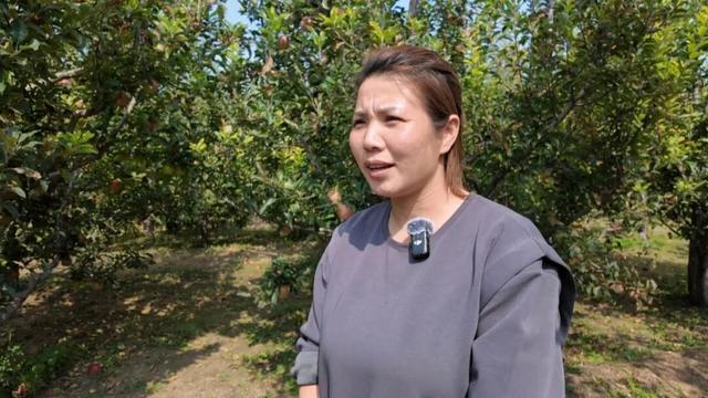 朔州：苹果、西梅熟了