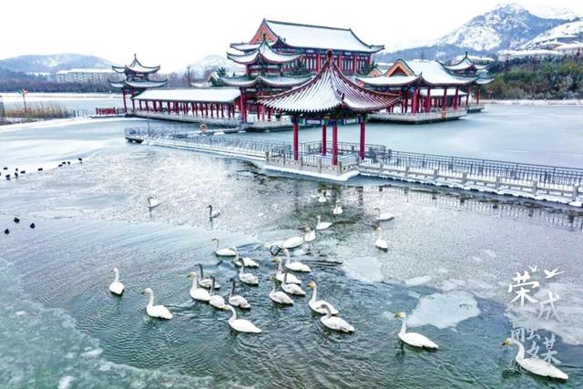 冬游威海 | “鹅”在这儿呢！