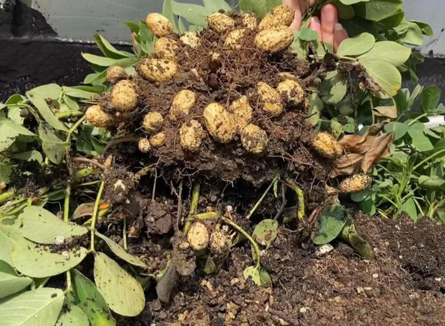 总统“草药治艾滋”、小伙陪老白女？冈比亚如何沦为恋爱旅游地狱