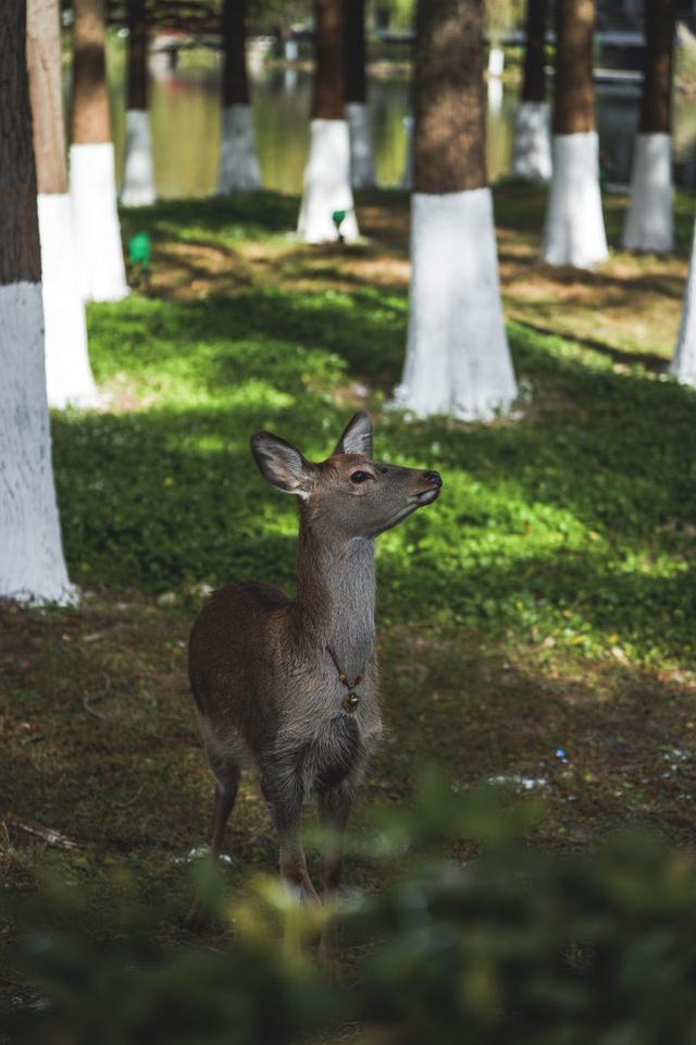 “吴所谓”“越美丽”“钱多多”“王富贵”！吴越文化公园上新“萌鹿F4”
