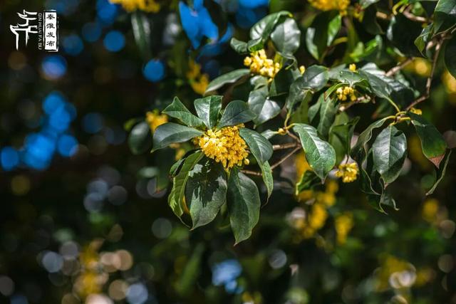 花样秦淮｜秋桂