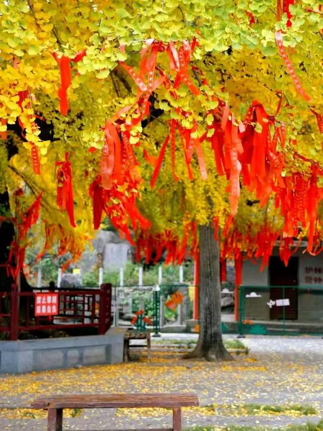 临沂人游临沂｜赶兰陵千年大集，赴一场烟火与诗意的约会