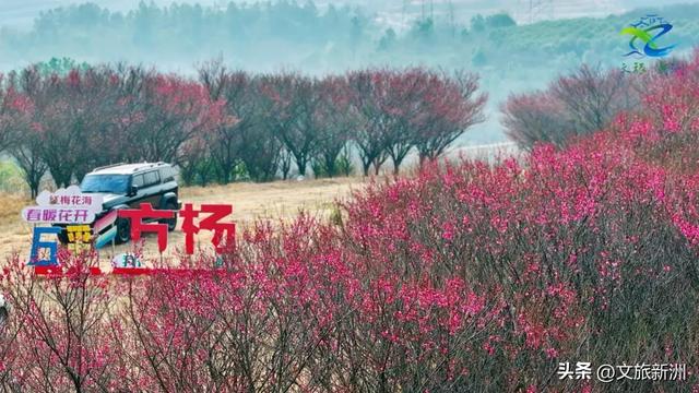 新洲梅花抢先打卡！抓住冬日第一抹绽放的色彩