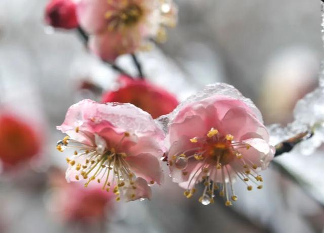光影遇梅香！成县文旅春日上新啦