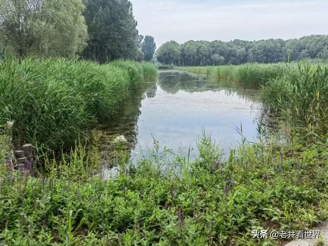 我在微山湖湿地‖胡成江