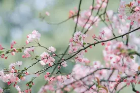 3-4月最佳旅行地，选一个出发，赏花看海游古镇，不负大好春光！图片