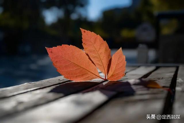 图说定西 | 安定区的限定秋景，又双叒被美到了！