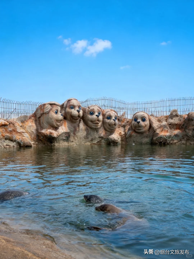 【乐游烟台】打卡海豹湾，烟台人有自己的肥美QQ肠~