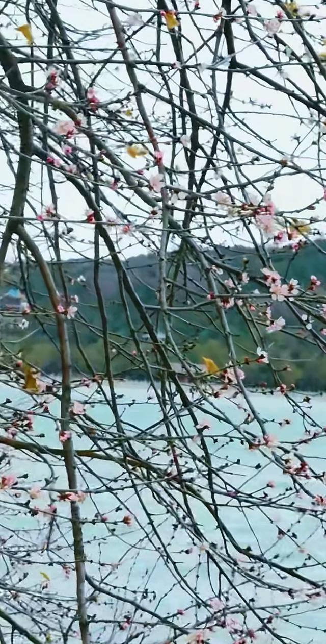 颐和园山桃花 逆寒潮绽放 罕见“血色冬花”