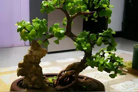 金枝玉叶的养殖方法，注意这几个要点，长的粗壮，株型美观图片