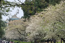 风雨后的武汉，樱花仍在枝头盛放图片