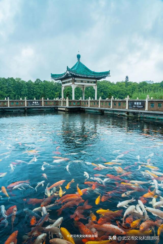 狂降10℃，武汉最凉快的一周，这样玩