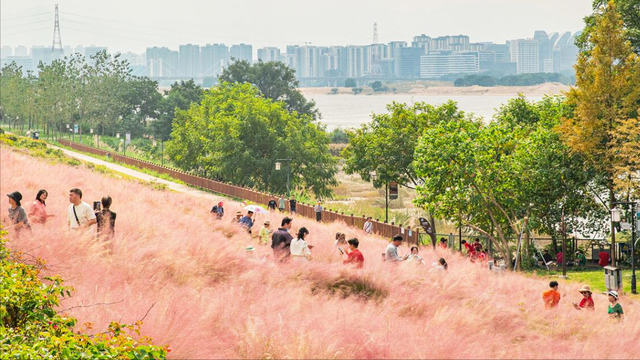 福州深秋宝藏公园，藏着粉黛乱子草与火红水杉，还有绝美沙滩江景