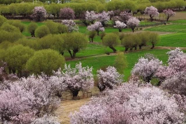 林芝凭什么是“西藏江南”？答案在这里。