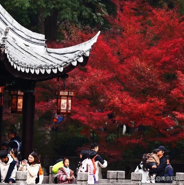 人在南京，红叶正盛，等你来～