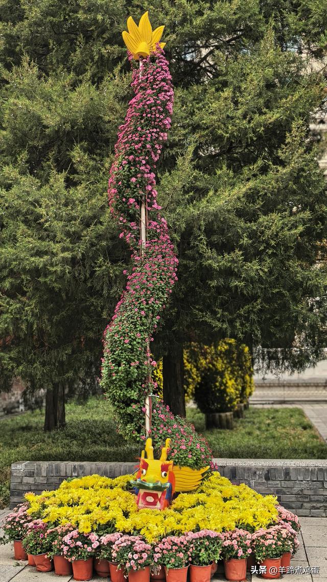 秋风独宠一园菊，晚来香艳出樊篱——北京北海公园2025年菊花展