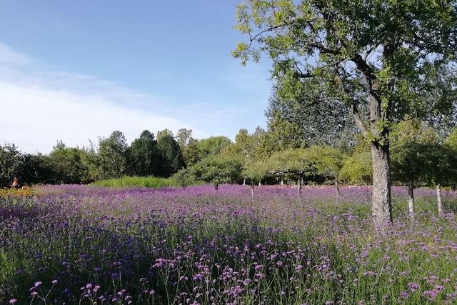 北京顺义国际鲜花港 梦幻的花海秘境