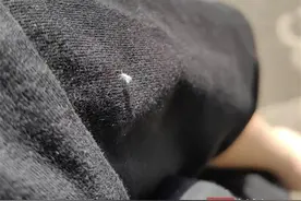 满大街飘的飞絮居然会爬？真相来了图片