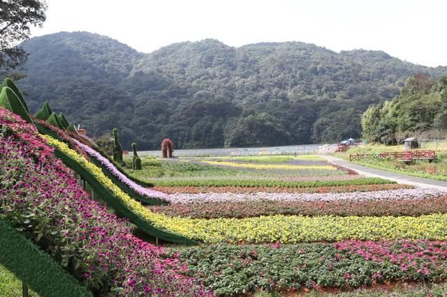 来从化，赴一场花海与音乐的约会！石门国家森林公园首届花海音乐启幕