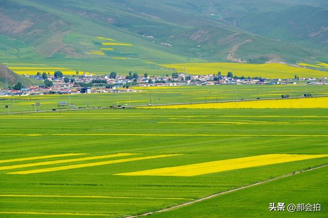 青海门源万亩油菜花海：登上四个观景点，各有风情入画来！