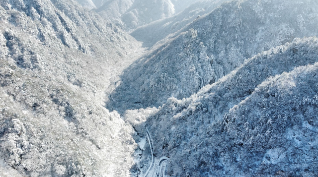 罕见！3只野生黑熊“全家出游”，太白山景区：切勿投喂或挑逗