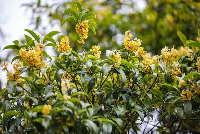 甘肃秋日限定丨三色交织的视觉盛宴，邂逅最诗意的陇原！