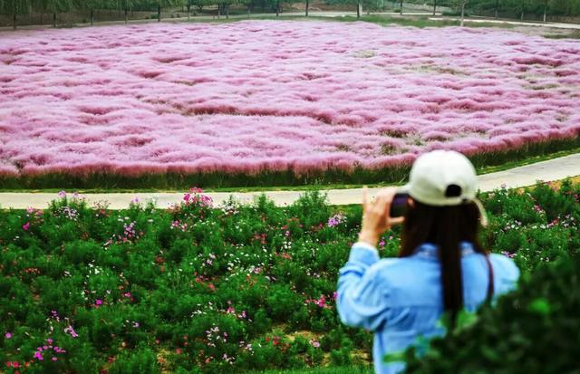 拿捏秋日氛围感？济南这些免费花海，教你轻松圈“粉”！