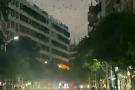 密密麻麻！广东一地突现燕子低空扎堆乱飞？官方回应图片
