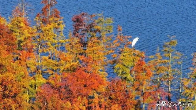 美成油画！合肥这片红衫林，藏不住了！