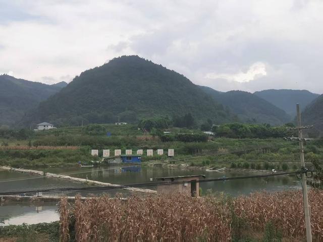 遵义新蒲：三渡有个“杨柳田场”